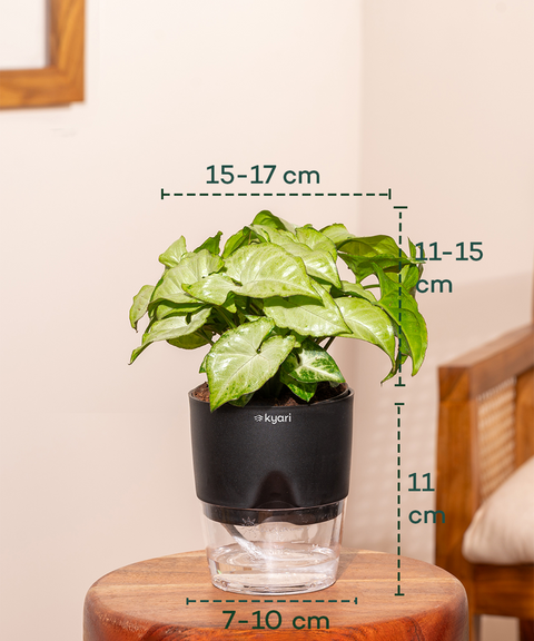 Home Decor Plant Combo Set (4 Pack)