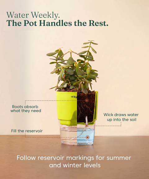 Air Purifying Combo - Set of 4 Self Watering Plants