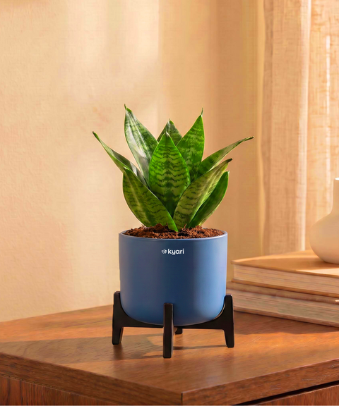 Green Snake Plant in Aira Self Watering Pot (Stand included)