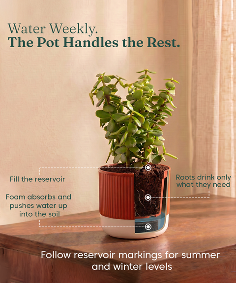 Air purifying Combo - Set of 4 Self Watering Plants