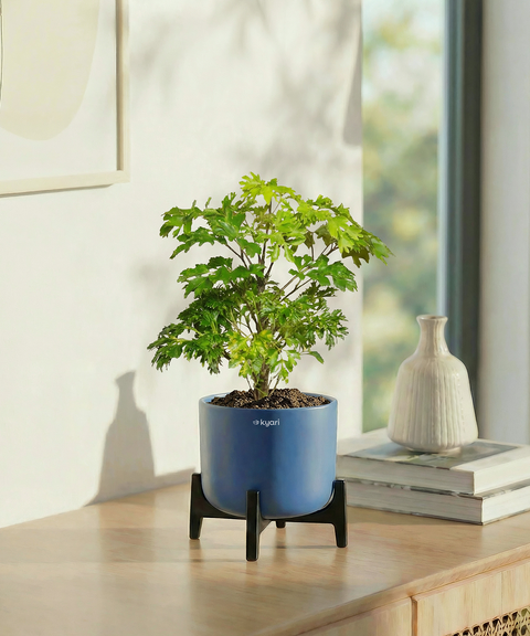 Aralia Plant with Aira Pot