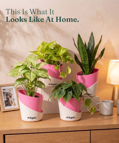 4' Inch Elite Pot Baby Pink combo of 5