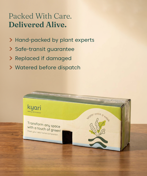 Kyari Lucky Combo of 3 Indoor Plants - Golden Money, Green Money & Jade with Poetic Black Self Watering Pot - Live Plants for Home Decor & Living Room - Vastu Friendly Plant Set