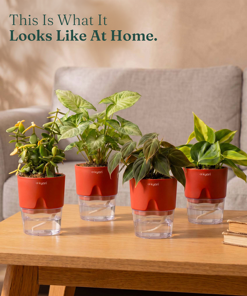 4' Inch Poetic Pot Red combo of 5
