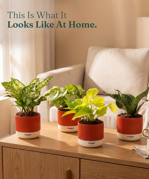 Mylo Pot red combo of 5