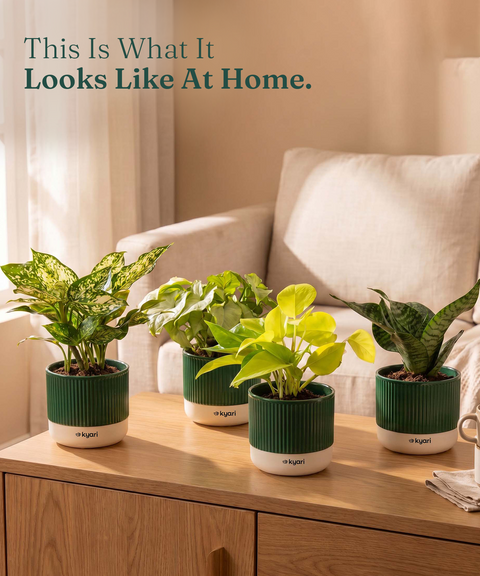 Mylo Pot Green combo of 5