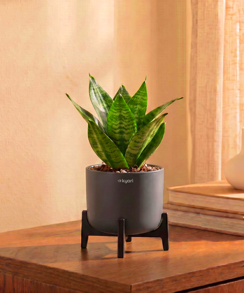 Green Snake Plant in Aira Self Watering Pot (Stand included)