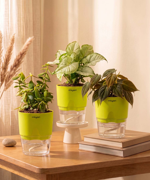 Air Purifying Combo - Set of 3 Self Watering Plants