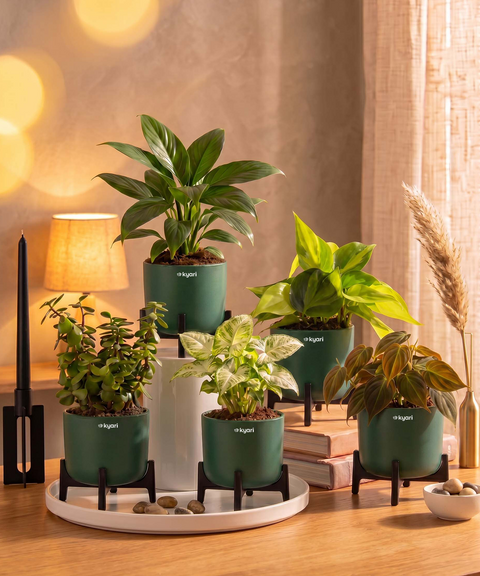Air Purifying Combo - Set of 5 Self Watering Plants