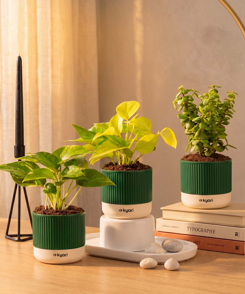 Lucky Plants Combo - Set of 3 Self Watering Plants