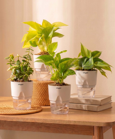 Kyari Combo of 4 Indoor Plants - Jade, Green Money, Golden Money & Philodendron Oxycardium with Poetic White Self Watering Pot - Live Plants for Home Decor & Living Room - Air Purifying Plant Set