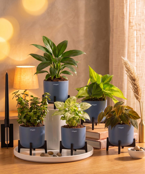 Air Purifying Combo - Set of 5 Self Watering Plants