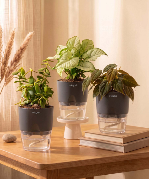 Air Purifying Combo - Set of 3 Self Watering Plants