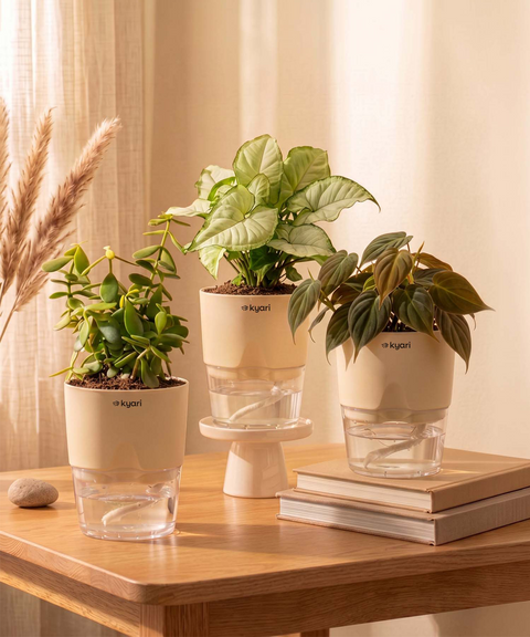 Air Purifying Combo - Set of 3 Self Watering Plants