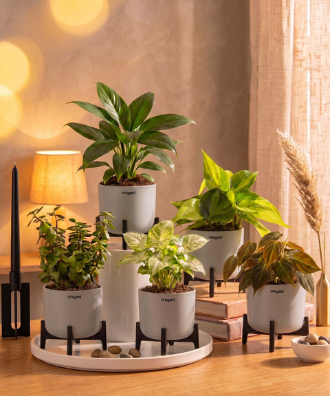 Air Purifying Combo - Set of 5 Self Watering Plants