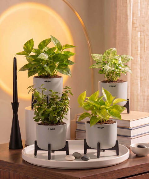 Lucky Plants Combo - Set of 4 Self Watering Plants