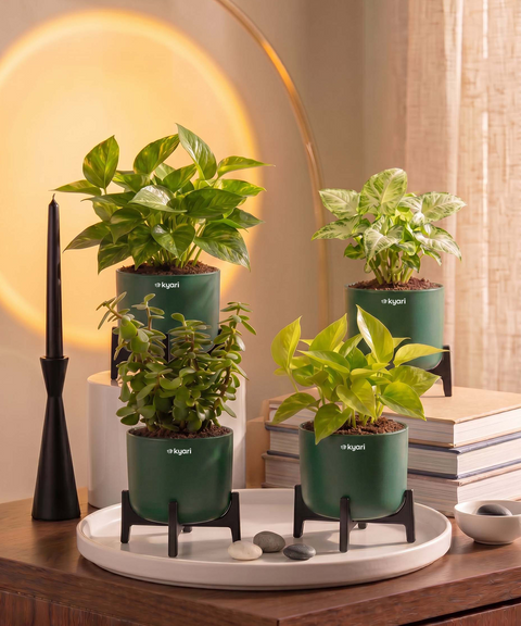 Lucky Plants Combo - Set of 4 Self Watering Plants