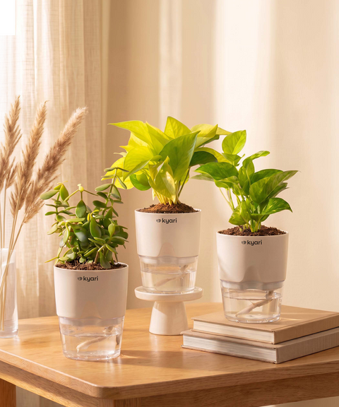 Kyari Lucky Combo of 3 Indoor Plants - Golden Money, Green Money & Jade with Poetic Black Self Watering Pot - Live Plants for Home Decor & Living Room - Vastu Friendly Plant Set