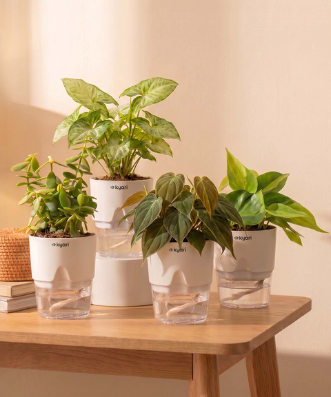 Kyari Combo of 4 Indoor Plants - Jade, Syngonium White, Philodendron Micans & Philodendron Oxycardium with White Self Watering Pot 4 Inch