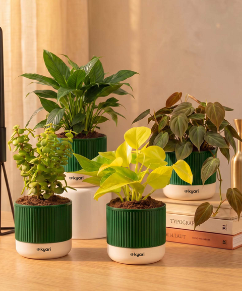 Air purifying Combo - Set of 4 Self Watering Plants