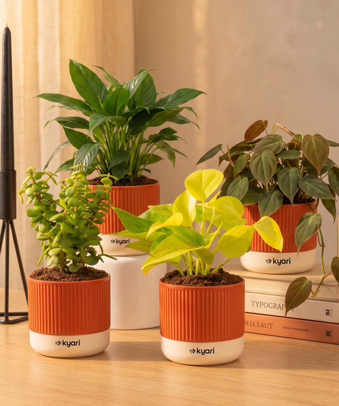 Air purifying Combo - Set of 4 Self Watering Plants