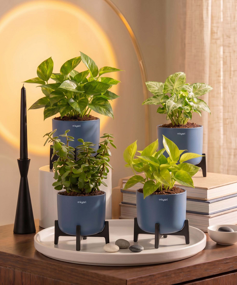 Lucky Plants Combo - Set of 4 Self Watering Plants