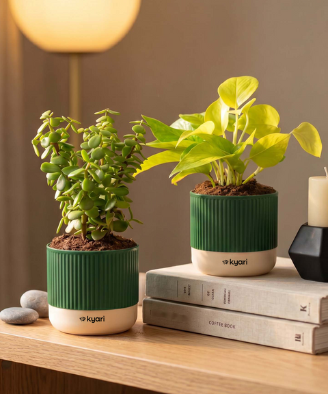 Lucky Plants Combo - Set of 2 Self Watering Plants