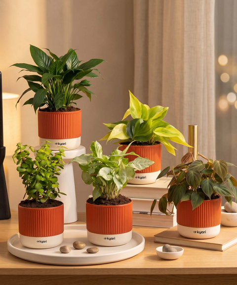 Air purifying Combo - Set of 5 Self Watering Plants