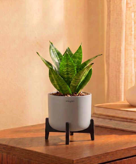 Green Snake Plant in Aira Self Watering Pot (Stand included)