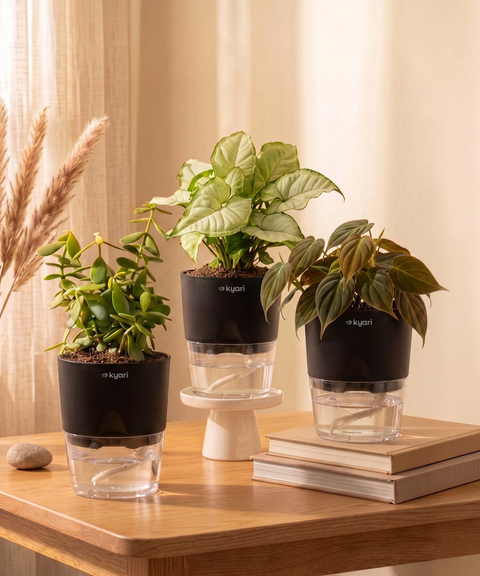 Air Purifying Combo - Set of 3 Self Watering Plants