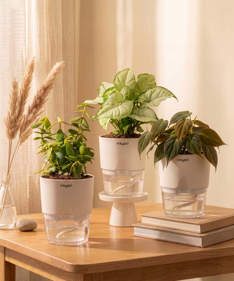 Kyari Combo of 3 Indoor Plants - Jade, Syngonium White & Philodendron Micans with Poetic White Self Watering Pot - Live Plants for Home Decor & Living Room - Low Maintenance Plant Set