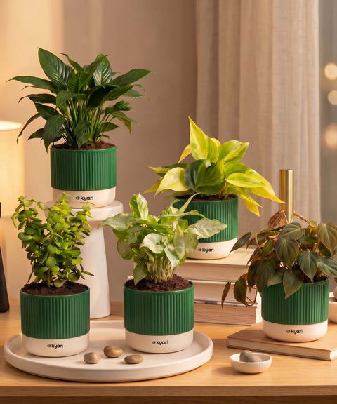 Air purifying Combo - Set of 5 Self Watering Plants