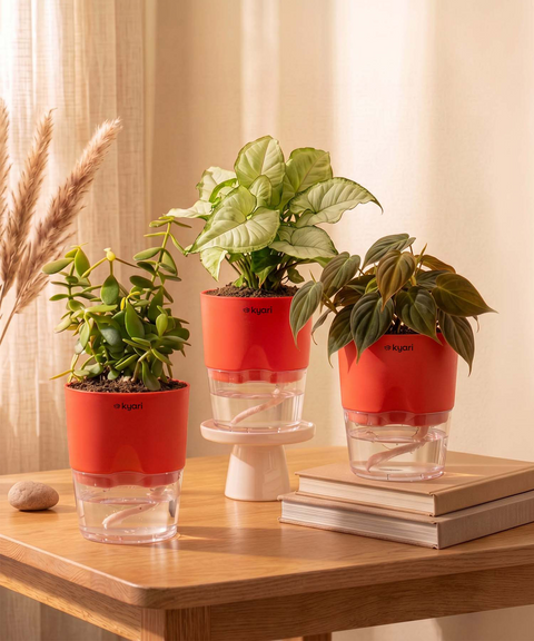 Air Purifying Combo - Set of 3 Self Watering Plants