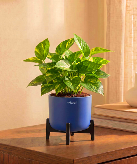 Money Varigated Plant in Aira Self Watering Pot (Stand included)