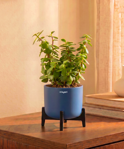 Jade Plant in Aira Self Watering Pot (Stand included)
