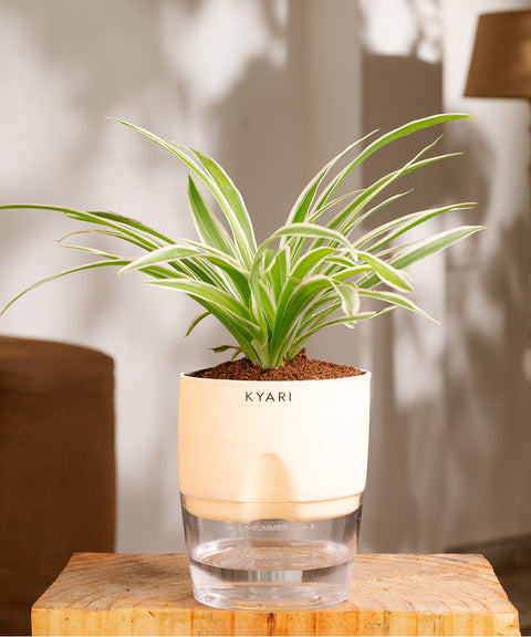 Spider Plant