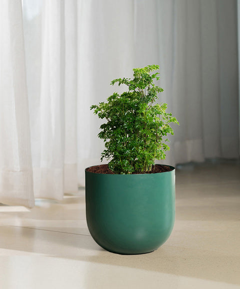 Aralia Green Plant