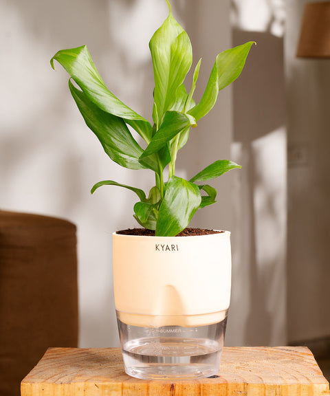 Peace Lily Plant - BYOB