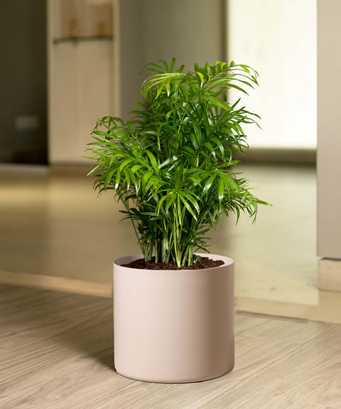 Chamaedorea Palm with Zen Planter