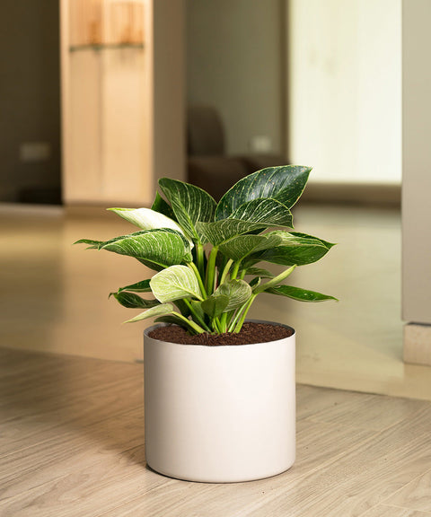 Philodendron Birkin Plant