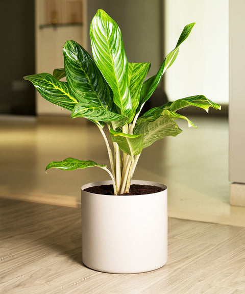 Aglaonema Ice Plant with Zen Planter