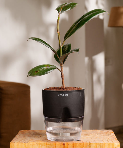 Black Rubber Plant - BYOB