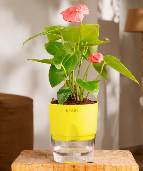 Anthurium Red Plant With Self Watering Pot