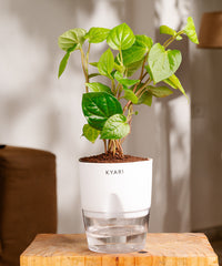 Betel Leaf Plant With Self Watering Pot