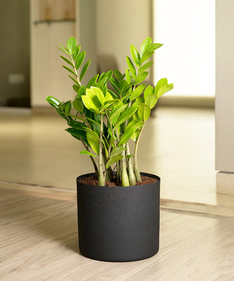 Zamia Green - ZZ Plant