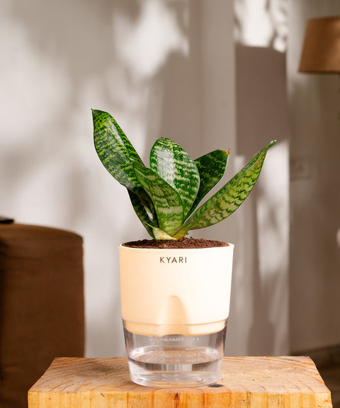 watering snake plant in summer Green Snake Plant With Self Watering Pot