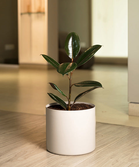 Black Rubber with Zen Planter