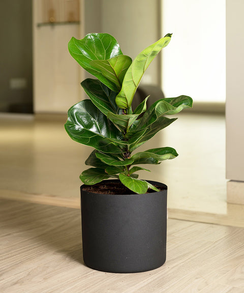 Ficus Lyrata - Fiddle Fig- Zen Planter