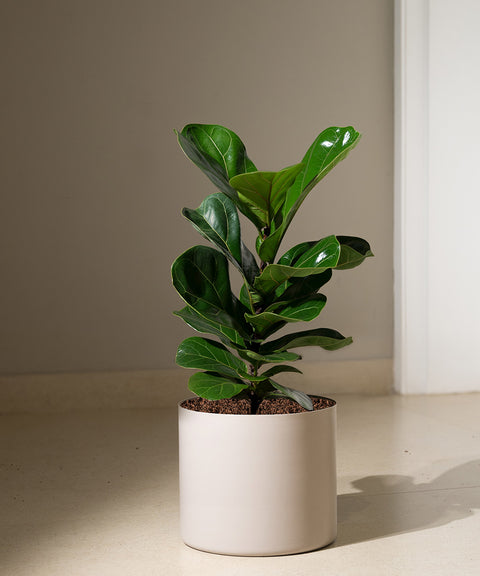 Ficus Lyrata - Fiddle Fig- Zen Planter