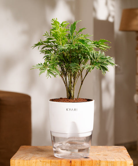 Aralia Green Plant - BYOB